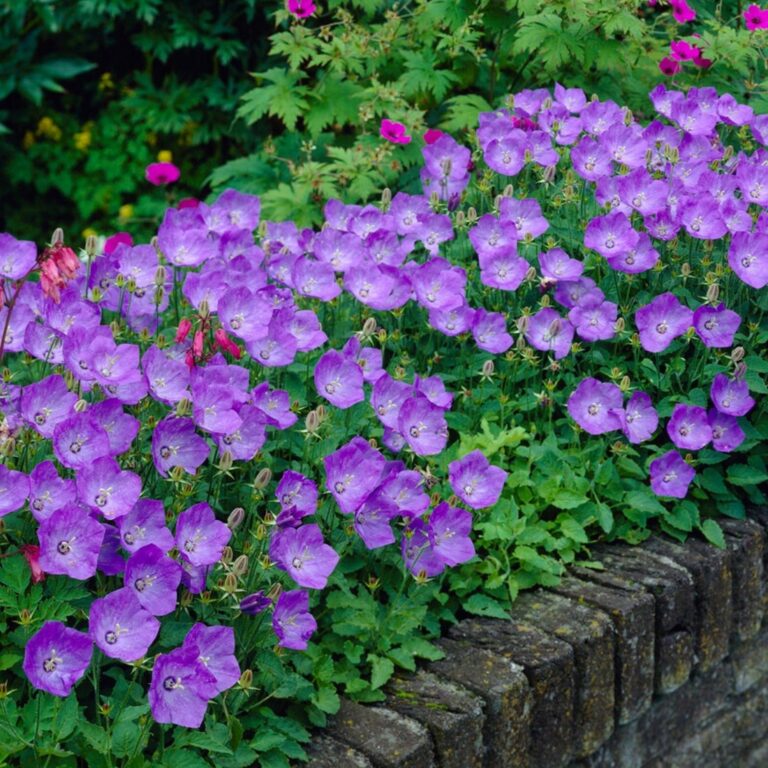 Carpathian bellflower "Blue" Žalia stotele 0.1 g