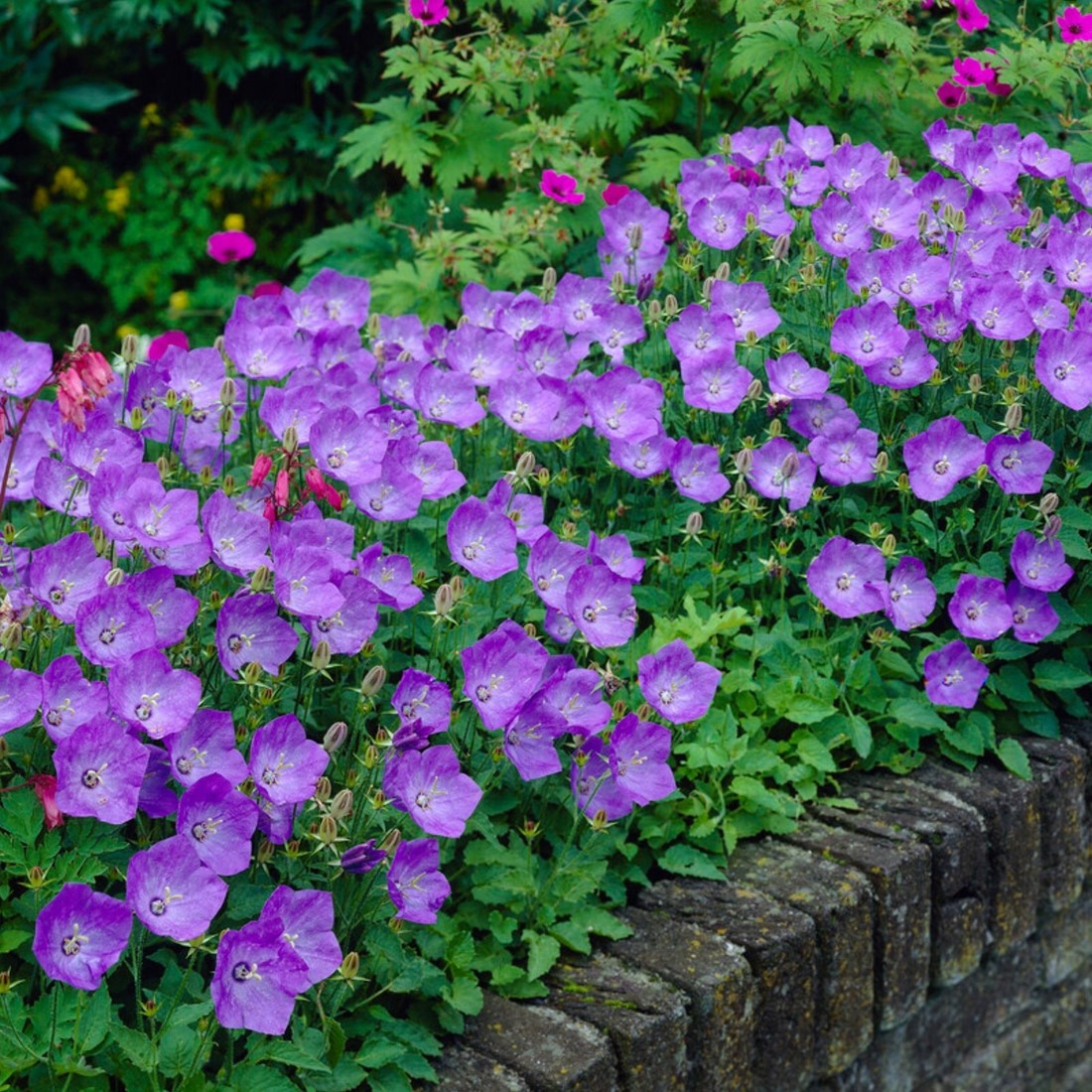 Carpathian bellflower "Blue" Žalia stotele 0.1 g