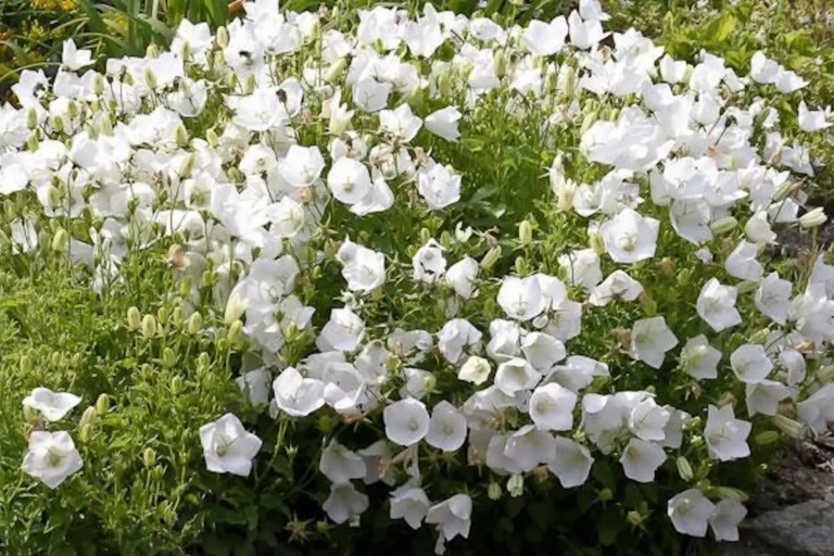 Carpathian bellflower "Pristar F1" KURZEMES SĒKLAS 15 seeds