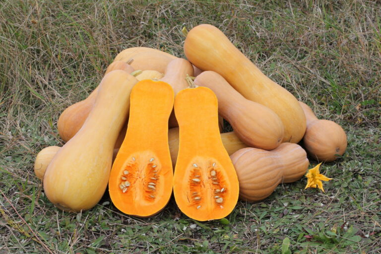 Muskaatkõrvits "Butternut" Toraf 5 g
