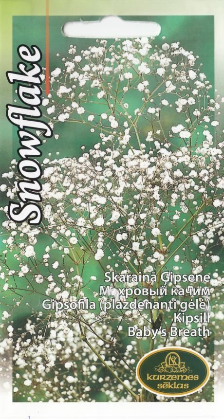 Baby's breath "Snowflake" KURZEMES SĒKLAS 0.2 g