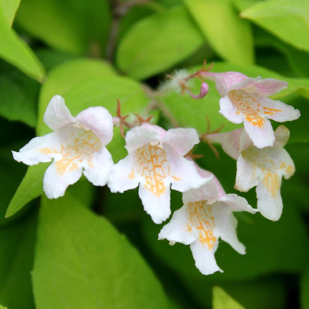 Kolkwitzia amabilis "Maradco"