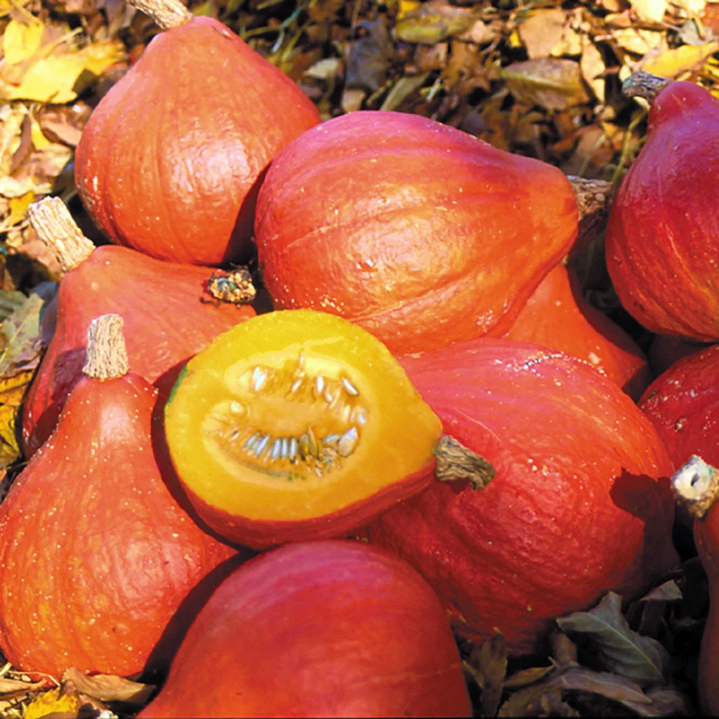 Moliūgas "Potimarron" Agronom 1 g