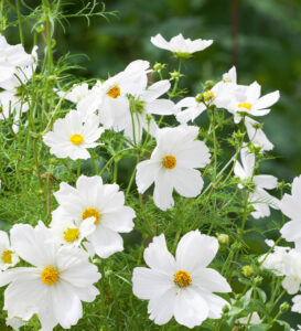 Kosmos "Sensation White" Žalia stotele 1 g