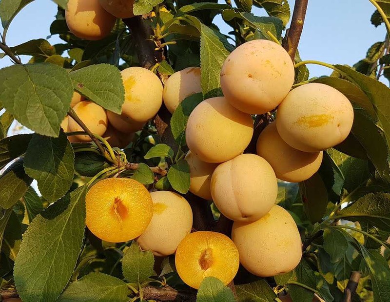Prunus domestica "Washington" (plūmju koks)