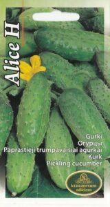 Kurk "Alice H" KURZEMES SĒKLAS 1 g
