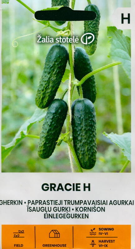 Kurk kornišon "Gracie H" Žalia stotele 0,5 g