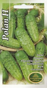 Kurk "Polan H" KURZEMES SĒKLAS 1 g