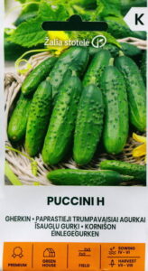 Kurk kornišon "Puccini H" Žalia stotele 0,5 g