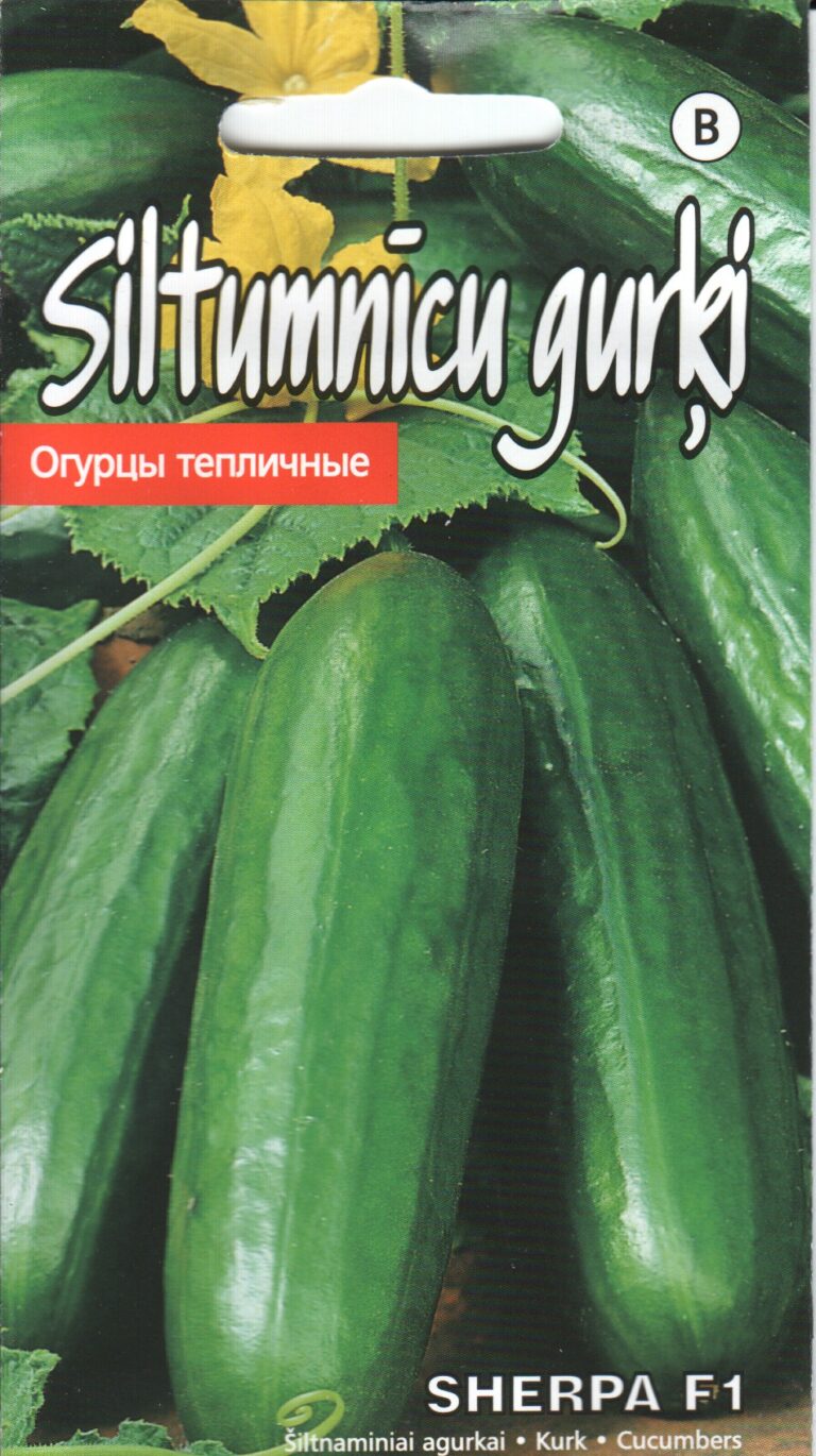Kurk "Sherpa F1" KURZEMES SĒKLAS 8 s.