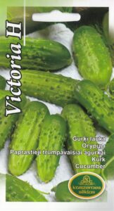Kurk "Victoria H" Kurzemes Sēklas 1 g