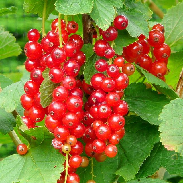 Ribes rubrum "Saharnaja"