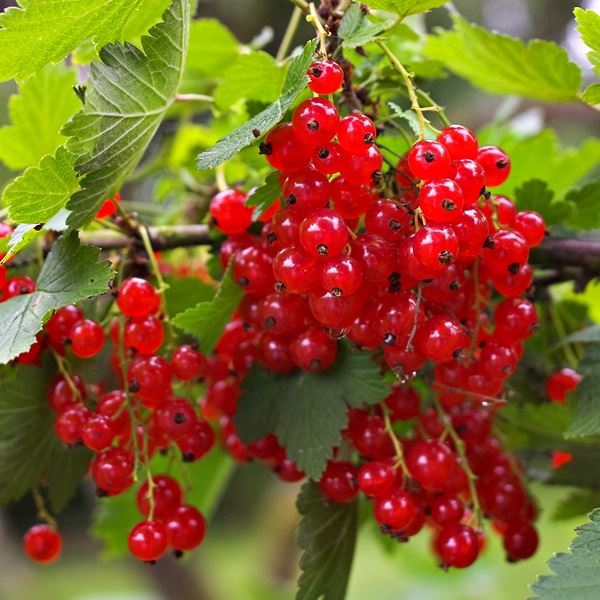 Ribes rubrum "Hollandi Punane"
