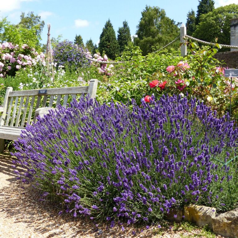 Lavandula angustifolia "Hidcote" 12 cm pott