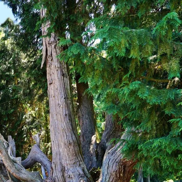 Кипарисовик Лавсона (Chamaecyparis lawsoniana)
