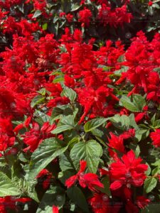Leeksalvei "Scarlet Piccolo" AGRONOM 0,15 g