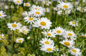 Leucanthemum maximum "Mayfield Giant"