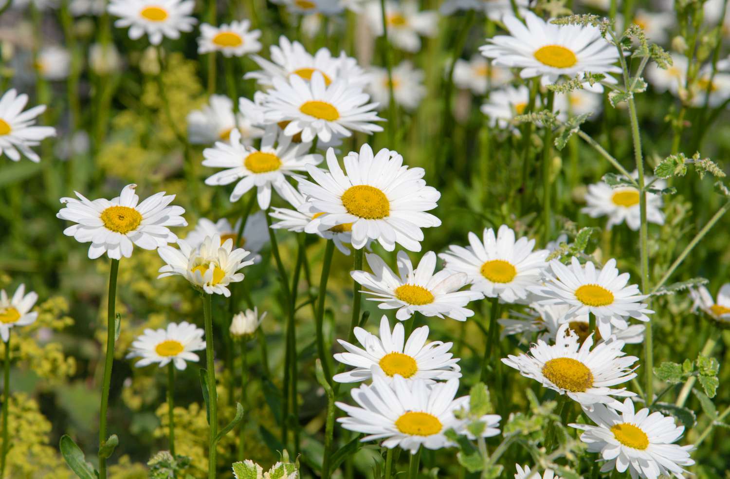 Jättipäivänkakkara Leucanthemum maximum "Mayfield Giant"