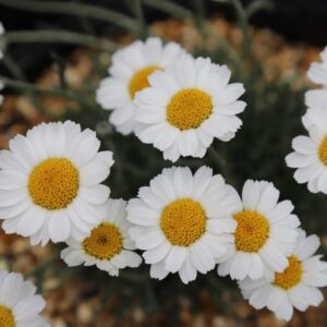 Leucanthemum × superbum "Dwarf Snow Lady"