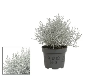 Leucophyta brownii