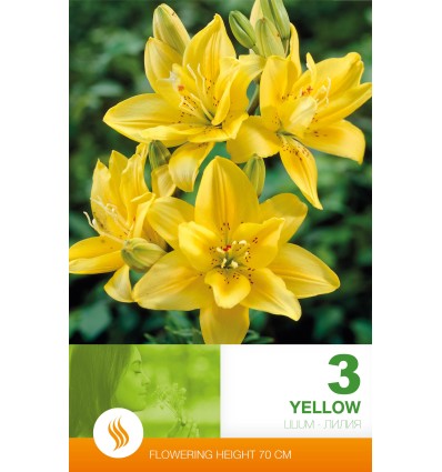Лилия "Yellow", горшок 9 см