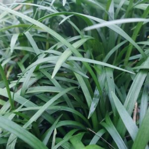 Liriope muscari 10 cm pott