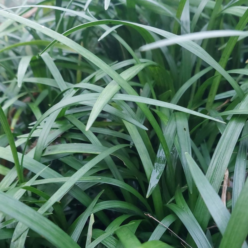 Лириопе мускари Liriope muscari, горшок 10 см