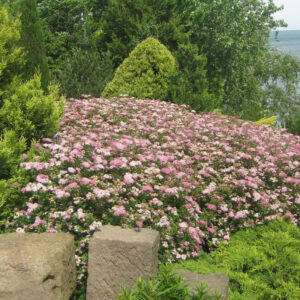 Spiraea japonica "Little Princess"