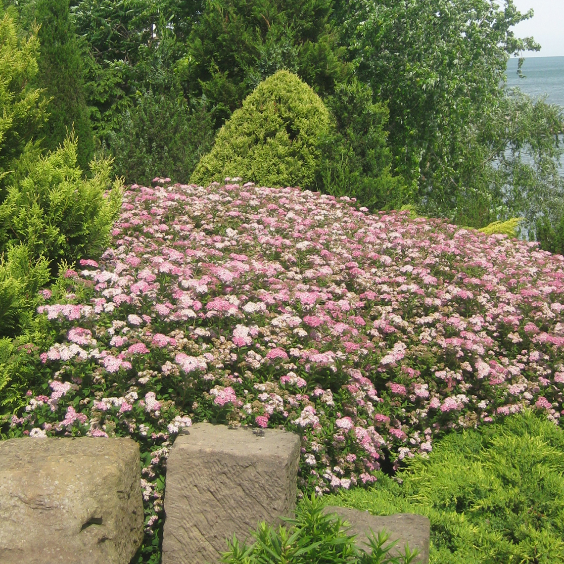 Spiraea japonica "Little Princess"