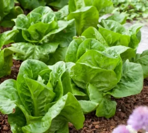 Aedsalat "Little Gem" AGRONOM 1 g