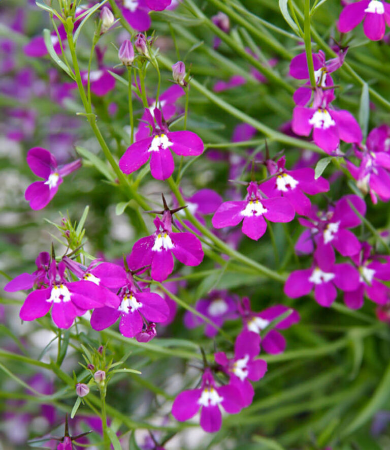 Lobelia erinus "Rose"