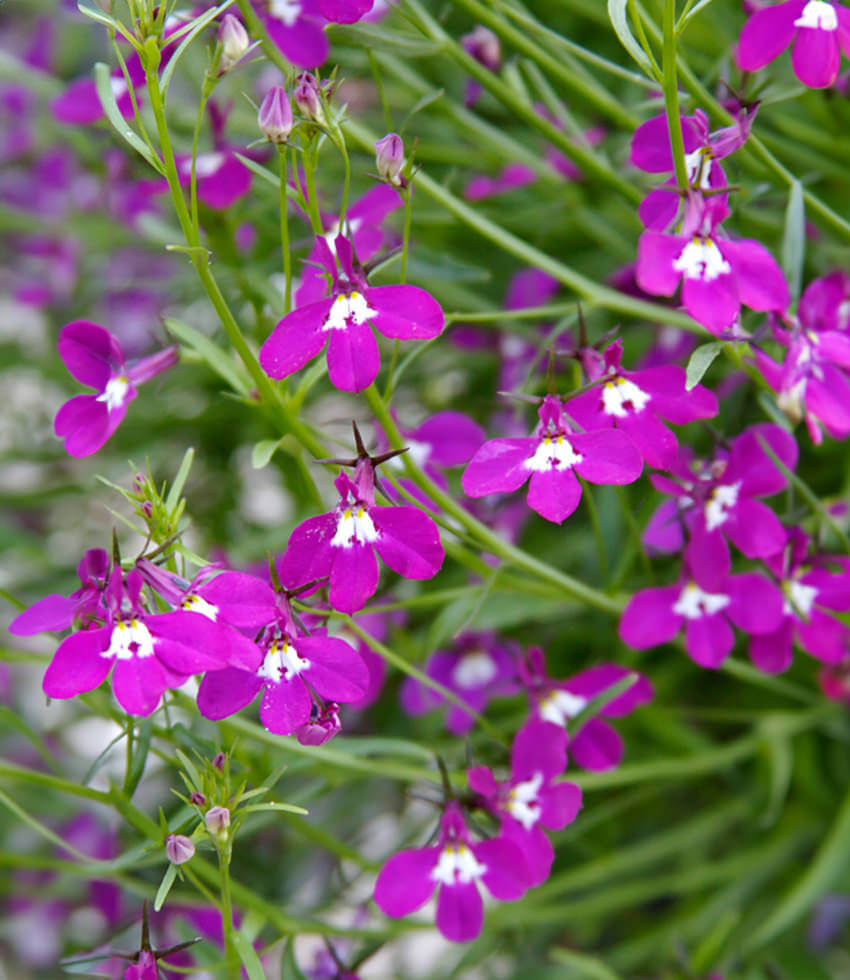 Lobelia erinus "Rose"