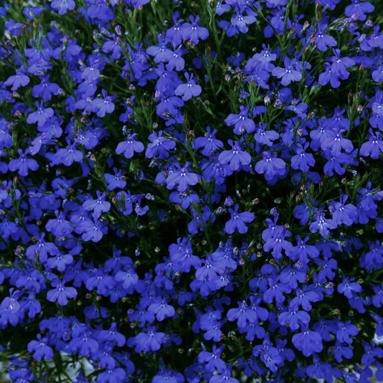 Lobeelia "Blue" Toraf 0,1 g