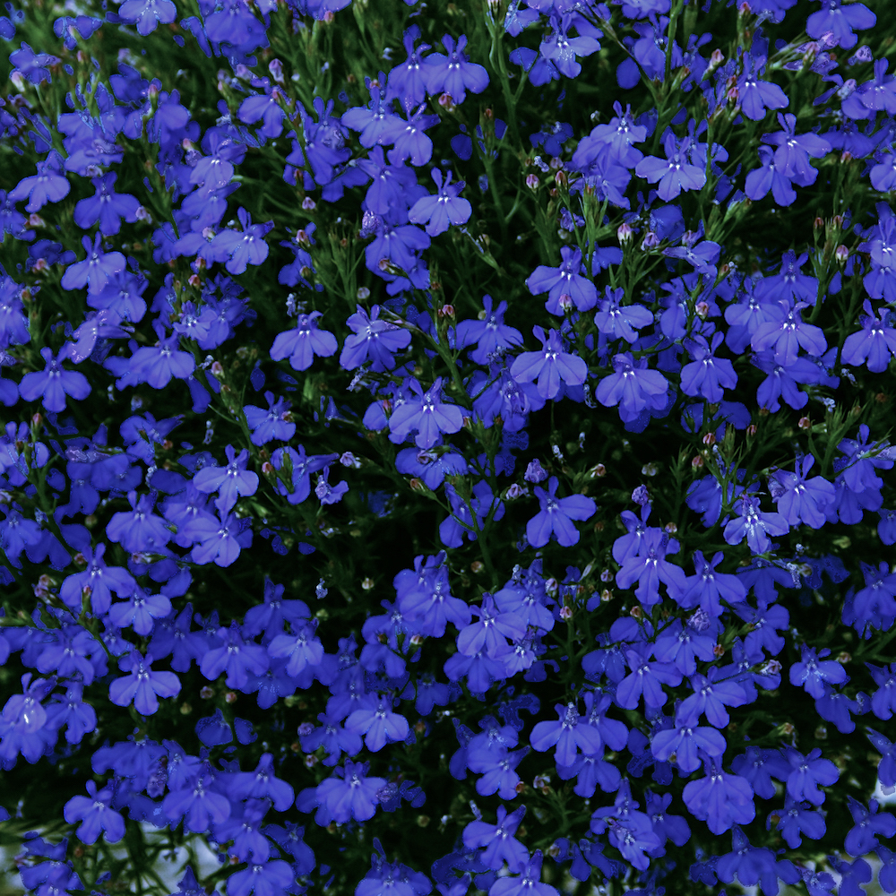 Lobeelia "Blue" Toraf 0,1 g