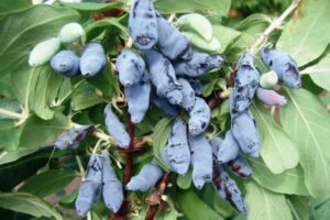 Lonicera caerulea "Leningradskij Velikan"