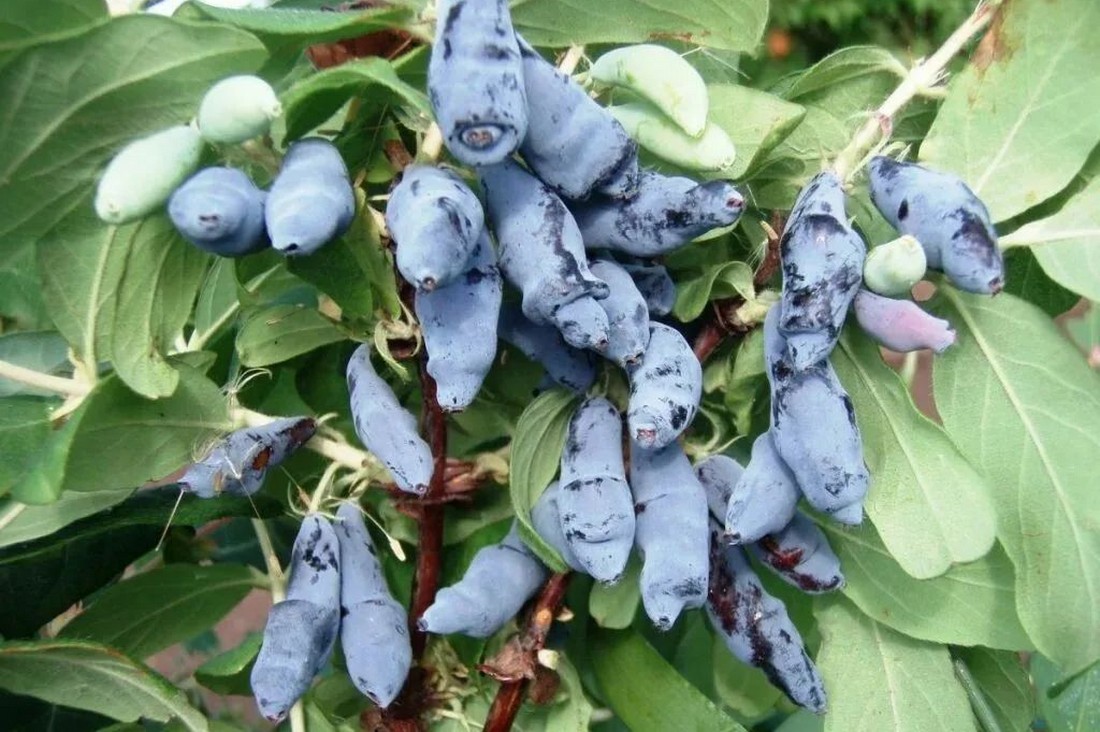 Lonicera caerulea "Leningradskij Velikan"