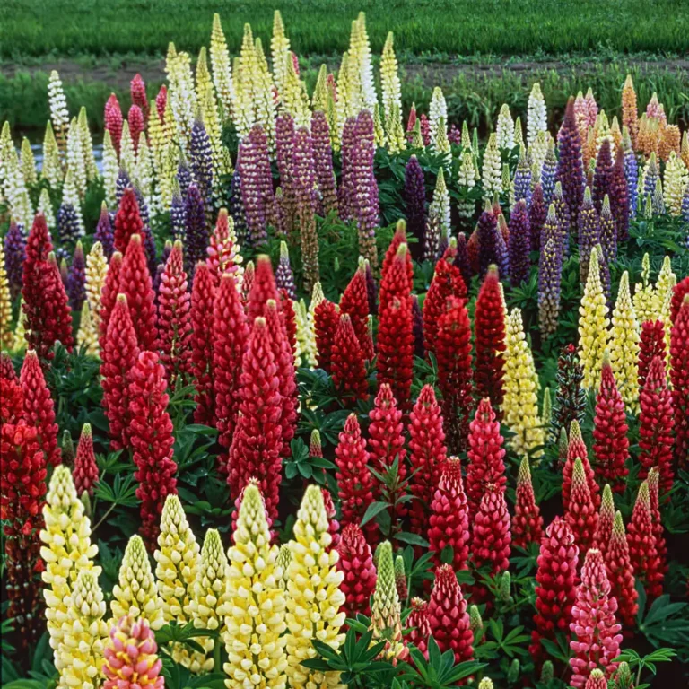Lupinus polyphyllus "Formula mix" KURZEMES SĒKLAS 1 g
