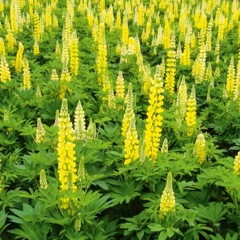 Lupinus polyphyllus "Festival" KURZEMES SĒKLAS 2 g