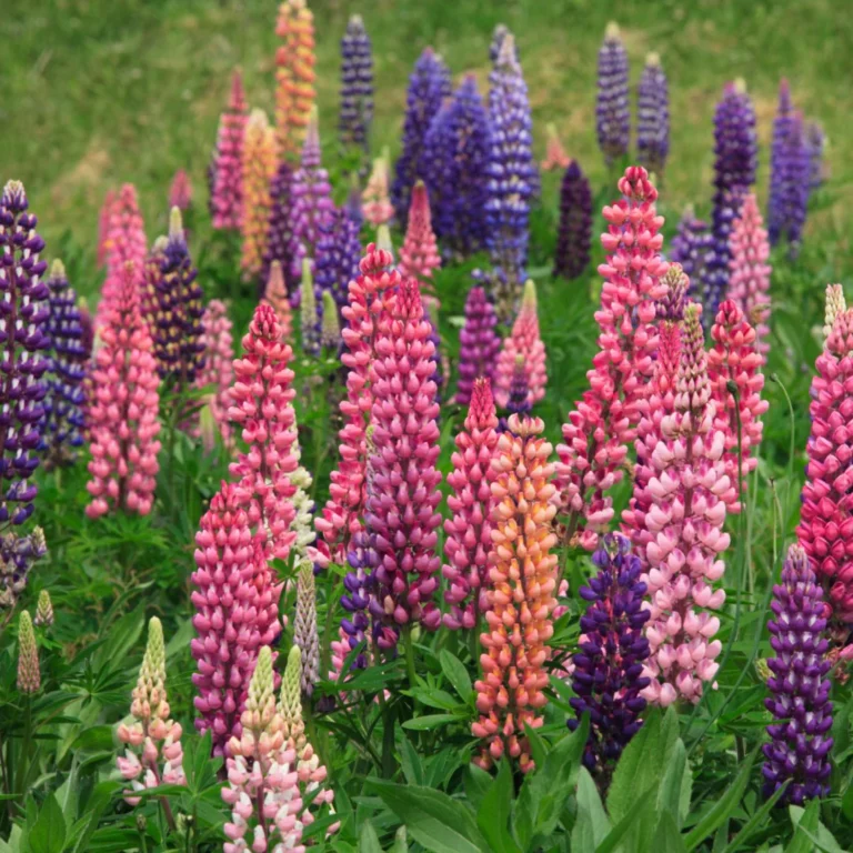 Lupinus polyphyllus Toraf 1 g