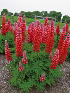 Lupinus polyphyllus "Russel Red Flame" KURZEMES SĒKLAS 0,5 g
