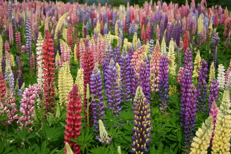 Lupinus polyphyllus "Russel" segu Mr.Fothergill's 75 s.