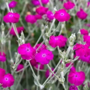 Lychnis P9 pott (2)