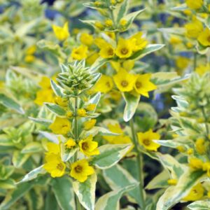 Lysimachia punctata "Golden Alexander" 1L pott