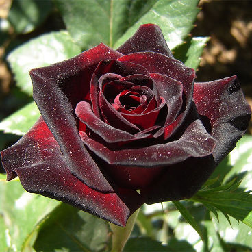 Роза "Black Baccara"