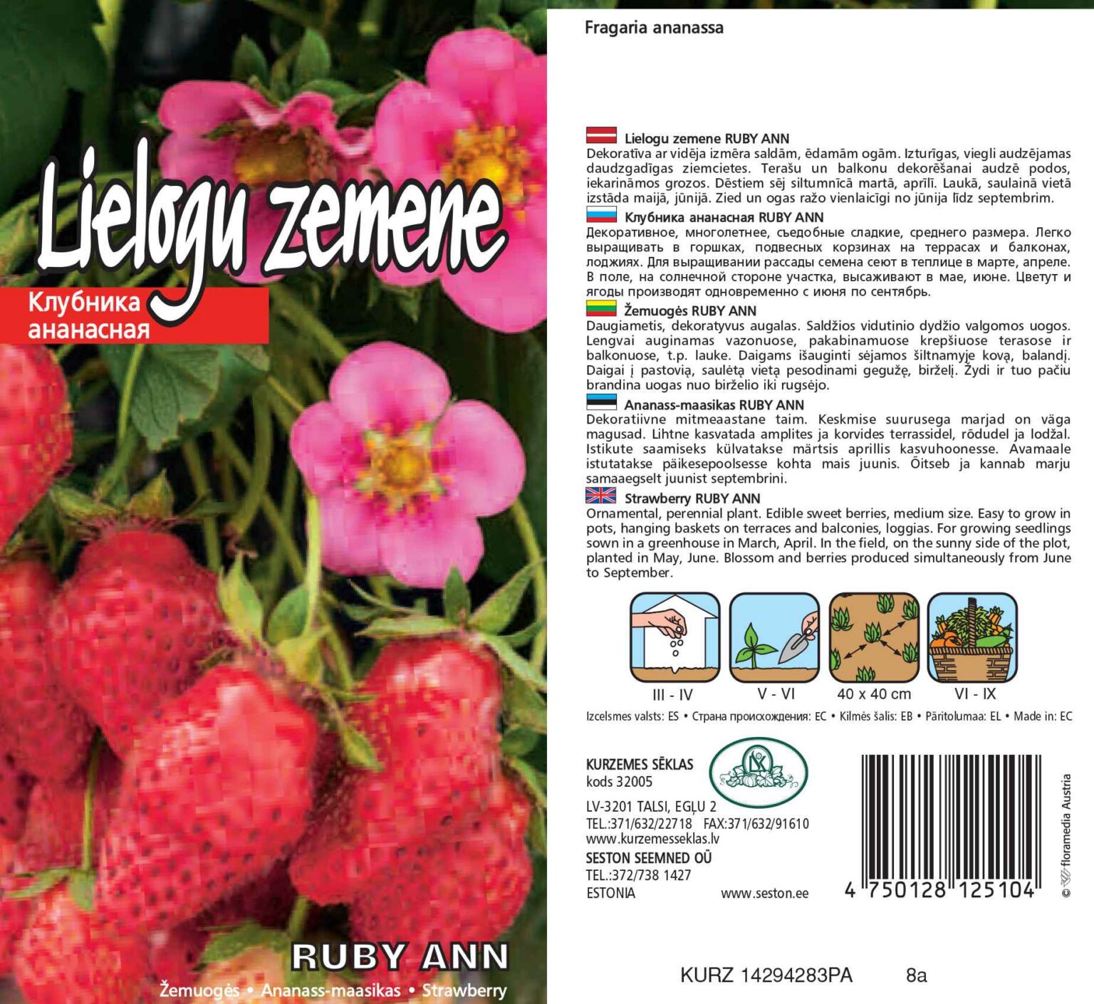 Dārza zemene "Ruby Ann" 5 gabali
