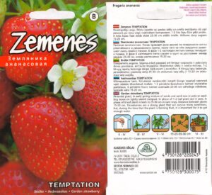 Садовая клубника "Temptation" 10 штук