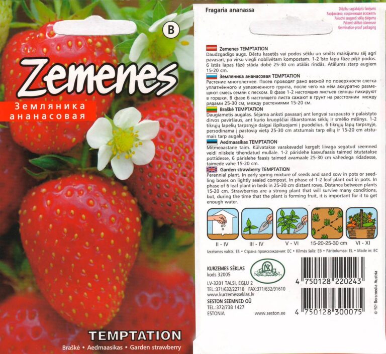 Braškės "Temptation" 10 vnt.