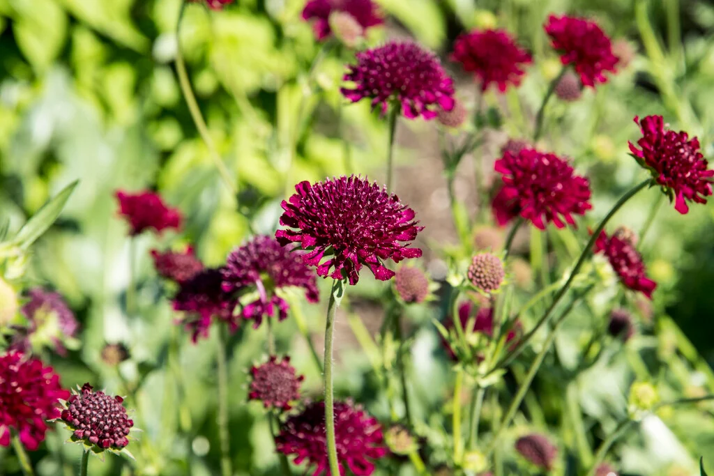 Macedonia Äiatar (Knautia) Johnsons 50 s.