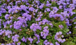 Ageratum houstonianum "Blue Ball" 0,1 g