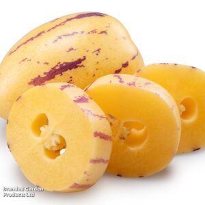 Паслен мурикатум (Solanum muricatum) AKONE 5 штук